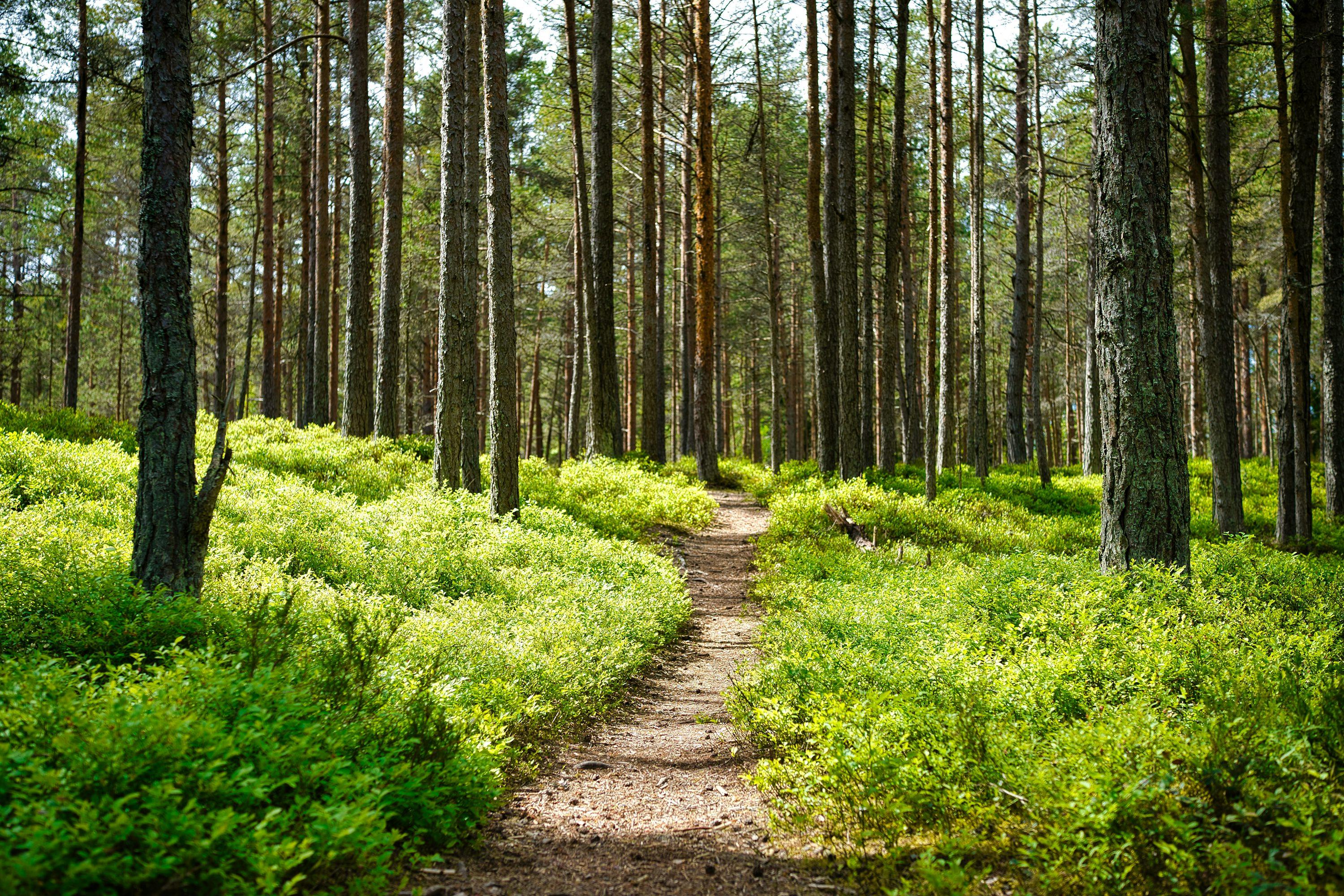 Nature Slide